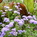 Ageratum houstonianum 'Blue Horizon'